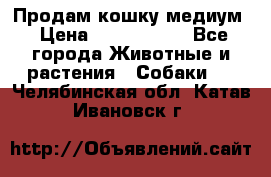 Продам кошку медиум › Цена ­ 6 000 000 - Все города Животные и растения » Собаки   . Челябинская обл.,Катав-Ивановск г.